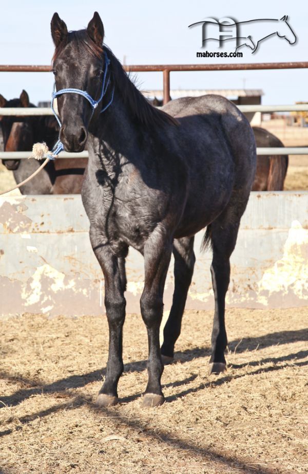 Hancocks Blu Babe's 2018 Roan Filly